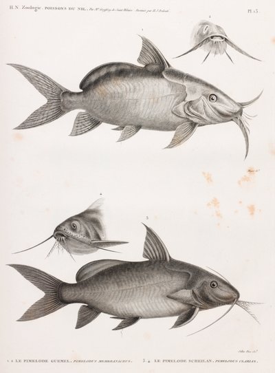 The Pimelode Guemel & The Pimelode Scheilan by Unbekannt