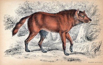 The Maned Wolf, Chrysocyon Brachyurus. Lithograph by Colonel Charles Hamilton Smith to Illustrate Naturalist