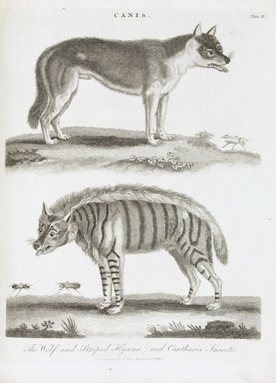 The Wolf and the Striped Hyena and Cantharis Insects by Unbekannt