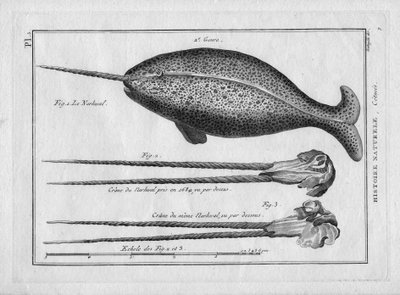 Le narvalin Painting Encyclopedique et Methodique des trois Regnes de la Nature by Pierre Joseph Bonnaterre, Paris 1784 by Unbekannter Künstler