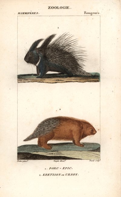 The Porcupine and the Urson or American Porcupine by Unbekannter Künstler