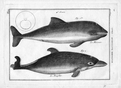 Le porpoise et le dauphin in 