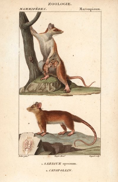 The Opossum and the Cayopollin by Unbekannter Künstler