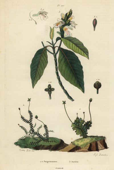 Leafy Liverworts, Jungermannia Epiphylla 1 and Jungermannia Asplenoides 2, and Malabar Nut or Adulsa, Justicia Adhatoda 3 by Unbekannt