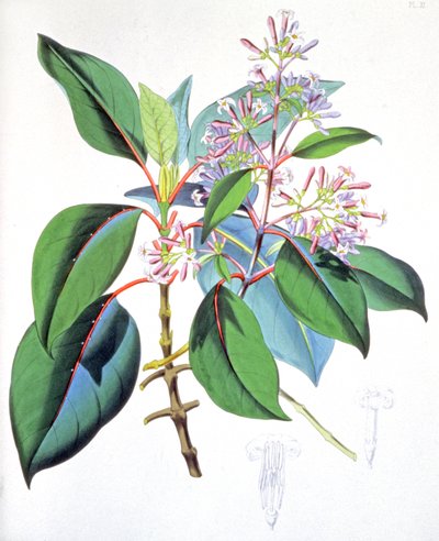 Leaves and flowers of the quinine tree by Unbekannter Künstler