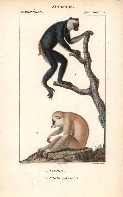 Lemurien indri indri et loris lazy by Unbekannter Künstler