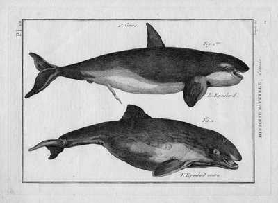 The Killer Whale and the Bulky Killer Whale (Orca) in 