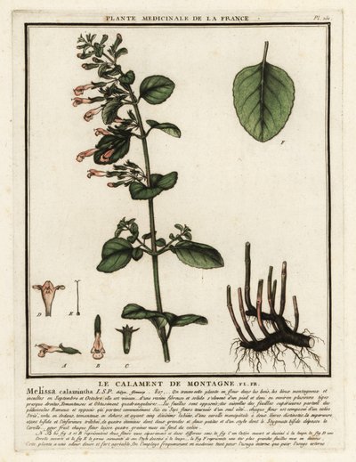 Lesser Calamint, Clinopodium nepeta by Unbekannter Künstler