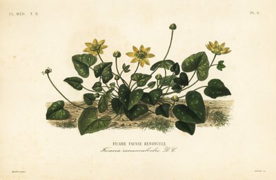 Lesser celandine or pilewort by Unbekannt