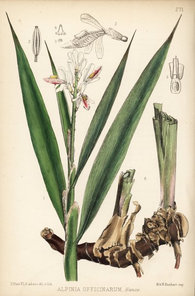 Lesser Galangal, Alpinia Officinarum by Unbekannter Künstler