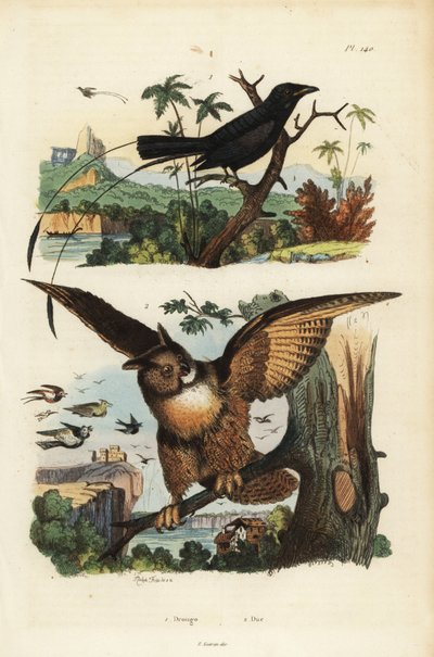 Lesser Racket-Tailed Drongo, Dicrurus Remifer, and Eurasian Eagle-Owl, Bubo Bubo by Unbekannt