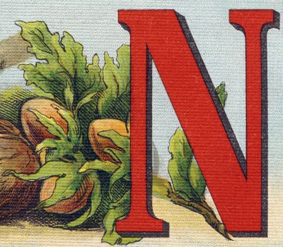 Letter N: hazelnuts by Unbekannt