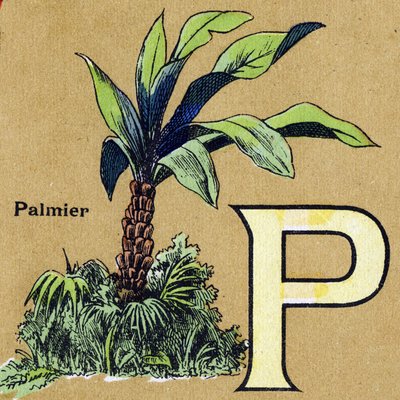 Letter P as Palm Tree. Illustrated Alphabet. Imageries Reunited in Jarville-Nancy, Beginning of the 20th Century by Unbekannt