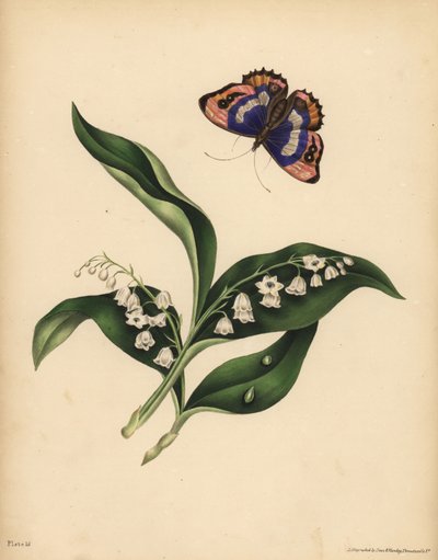 Lilies of the Valley, Convallaria majalis, Purity and return of happiness; The purple Emperor Butterfly, Apatura iris, Immortality of the soul by Unbekannt