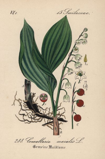 Lily of the valley, Convallaria majalis. Handcoloured lithograph from Diederich von Schlechtendal