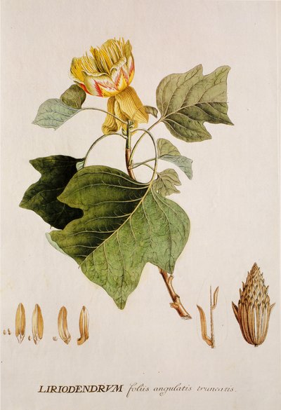 Tulip Tree by Unbekannt