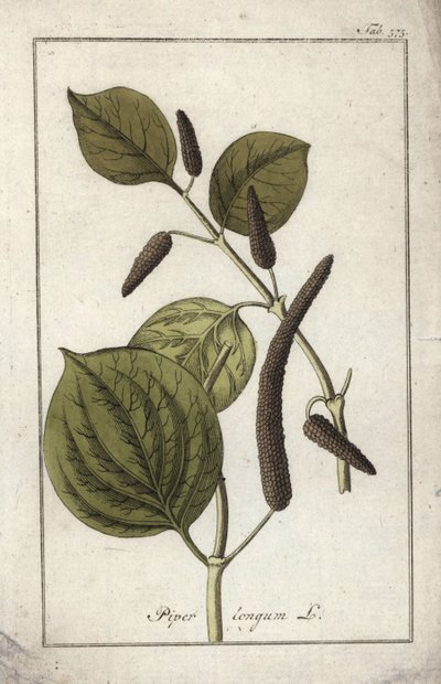 Long Pepper Dish, Piper longum by Unbekannter Künstler