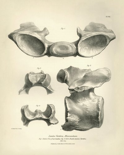 Lumbar vertebra of Macrauchenia, a prehistoric animal, found by Charles Darwin during his exploration journey aboard the Beagle. The Zoology of the voyage of H.M.S. Beagle under the command of Captain Fitzroy during the years 1832 to 1836 by Unbekannter Künstler