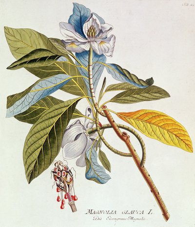 Magnolia Glauca, from 