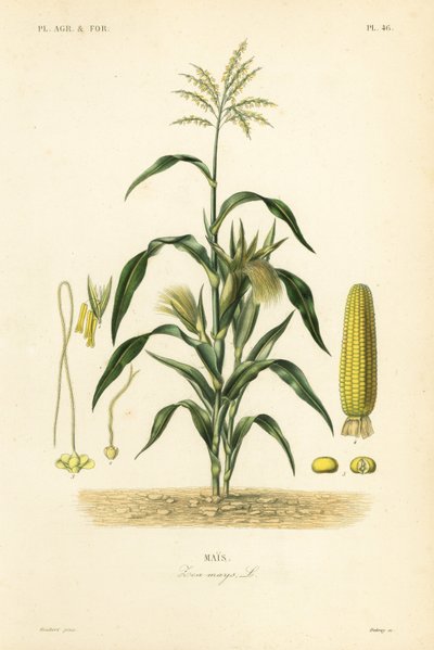Maize or corn, Zea mays by Unbekannt