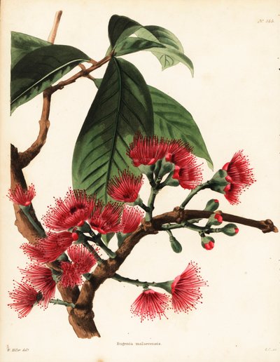 Malay Rose Apple, Syzygium malaccense (Botanical Cabinet) by Unbekannter Künstler