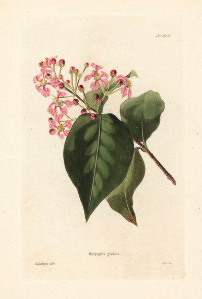 Malpighia glabra (Botanical Cabinet) by Unbekannter Künstler