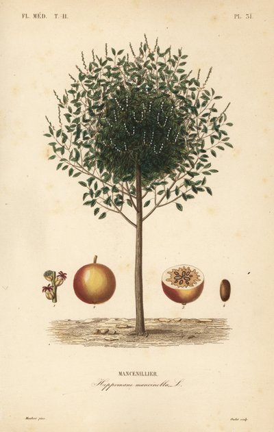 Manchineel or manchioneel tree by Unbekannt