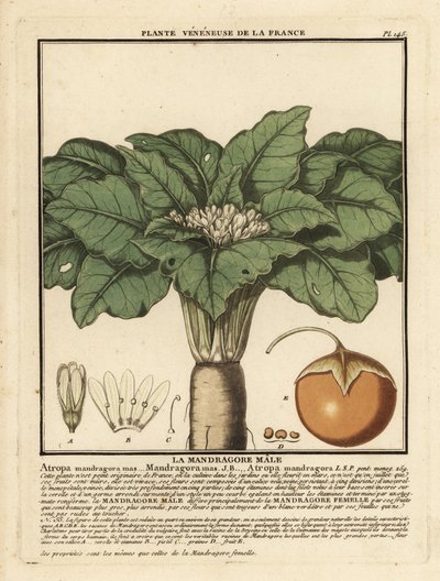Mandrake, Mandragora Officinarum by Unbekannter Künstler