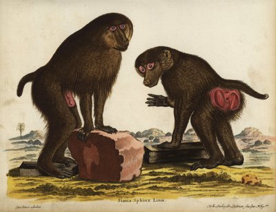 Mandrill, Mandrillus sphinx. Vulnerable. Simia sphynx Linn. Handcoloured copperplate engraving by Johann Sebastian Leitner after an illustration by Jacques de Seve from Johann Christian Daniel Schreber