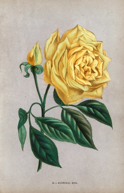 Marechal Niel Rose, Yellow Variety of the Hazelnut Rose Raised by Montauban in 1864. Chromolithograph Drawn and Lithographed After Nature by F. Grobon from Hippolyte Jamain and Eugene Forney