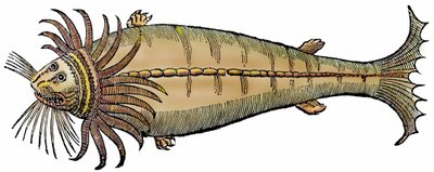 Marine Creature, Xylography Taken from 