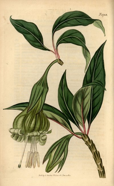 Markea viridiflora (Solandra viridiflora) by Unbekannter Künstler