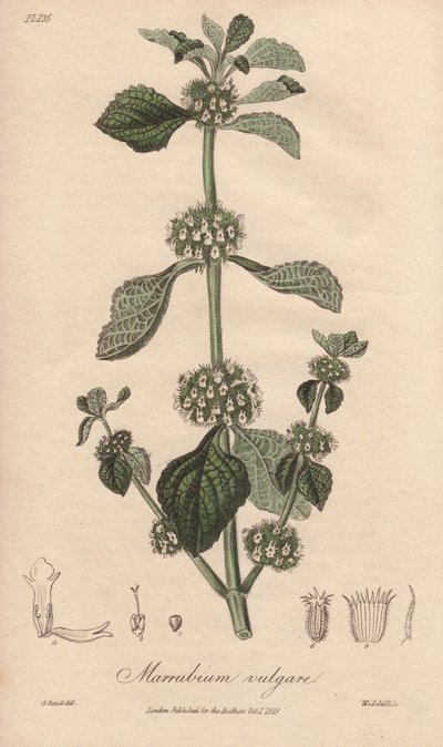 Marrubium vulgare (Marrubium vulgare) - Strong water by William Clarke to illustrate Medical Botanical, Description of the Medicinal Plants of London, Edinburgh and Dublin by John Stephenson and James Morss Churchill by Unbekannter Künstler