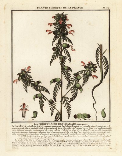 Marsh lousewort, Pedicularis palustris by Unbekannter Künstler