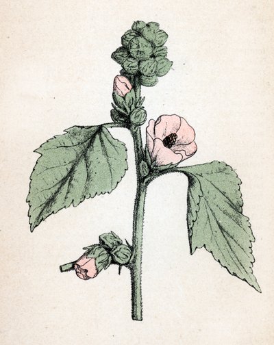 Marshmallow Officinale by Unbekannter Künstler