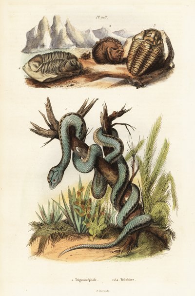 Martinican Pit Viper and Extinct Trilobites by Unbekannter Künstler