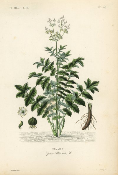 Meadowsweet or mead wort by Unbekannt