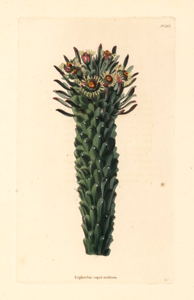 Medusa
