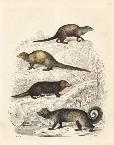 Meerkat, Indian Grey Mongoose, Common Kusimanse, and Asian Palm Civet. Handcoloured Lithograph from Carl Hoffmann