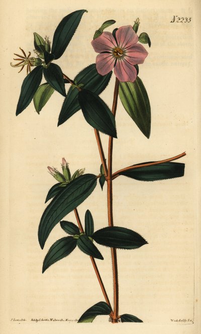 Melastoma osbeckioides by Unbekannter Künstler