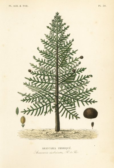 Monkey puzzle tree or Chilean pine by Unbekannt