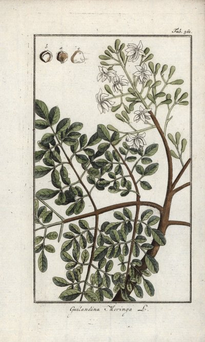Moringa, Moringa oleifera by Unbekannter Künstler