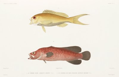 Mottled Soapfish and Ruby Anthias by Unbekannter Künstler