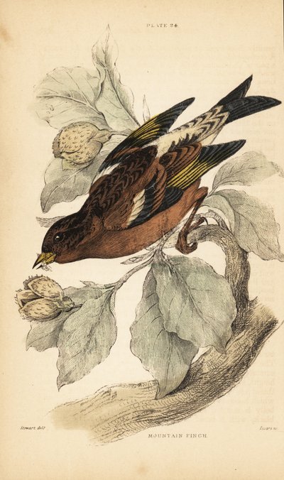 Mountain finch or brambling, Fringilla montifringilla.1889 by Unbekannter Künstler