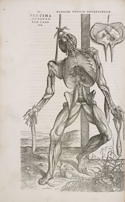 Front view of the deeper muscles of the male human body by Unbekannt