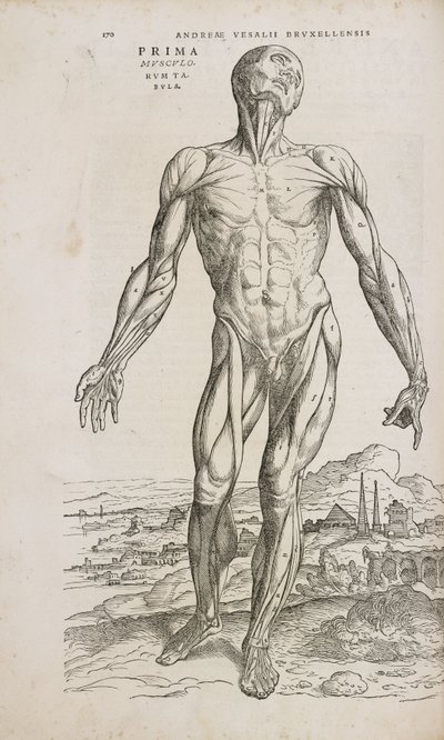 Front view of the superficial muscles of the male human body by Unbekannt