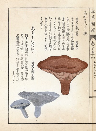 Mushrooms: Akahatsu Lacatire and White Shirohatsudake. Japanese Print by Kanen Iwasaki from Honzo Zufu, Illustrative Guide to Medicinal Plants by Unbekannter Künstler