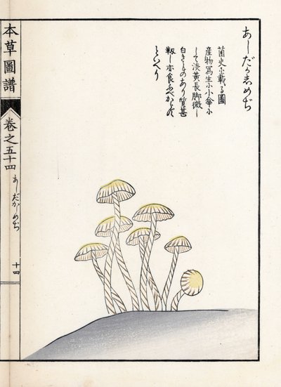 Mushrooms: Shimeji Ashitaka. Japanese Print by Kanen Iwasaki from Honzo Zufu, Illustrative Guide to Medicinal Plants by Unbekannter Künstler