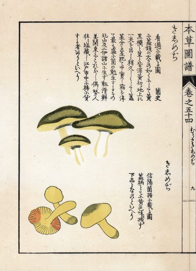 Mushrooms: Varieties of Equestrian Tricholomes or Knights. Japanese Print by Kanen Iwasaki from Honzo Zufu, Illustrative Guide to Medicinal Plants by Unbekannter Künstler