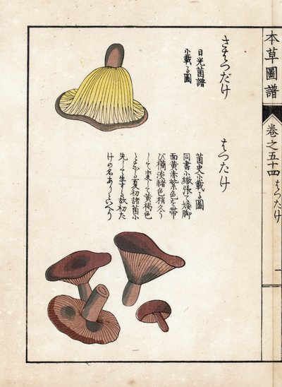 Mushrooms: Varieties of Milk Precoces (Edible). Japanese Print by Kanen Iwasaki from Honzo Zufu, Illustrative Guide to Medicinal Plants by Unbekannter Künstler